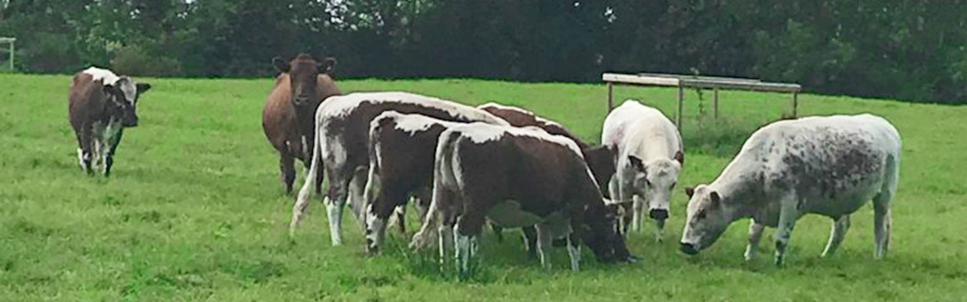 The Green Cows 1